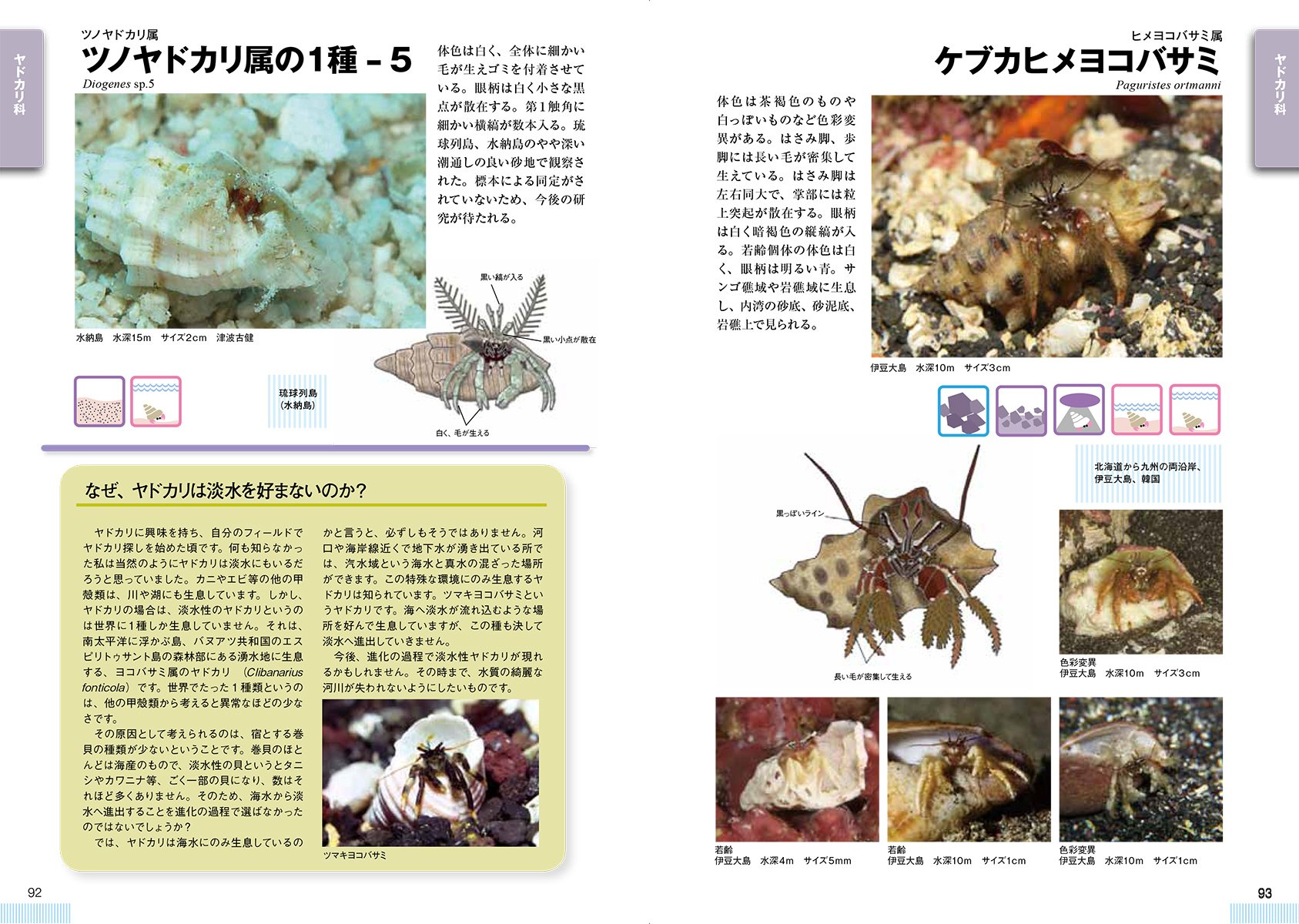 ヤドカリ ネイチャーウォッチングガイドブック 有馬 啓人 加藤 昌一 本 通販 Amazon