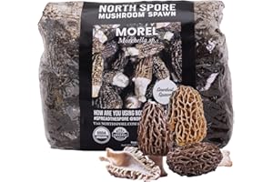 North Spore Organic Morel Sawdust Spawn