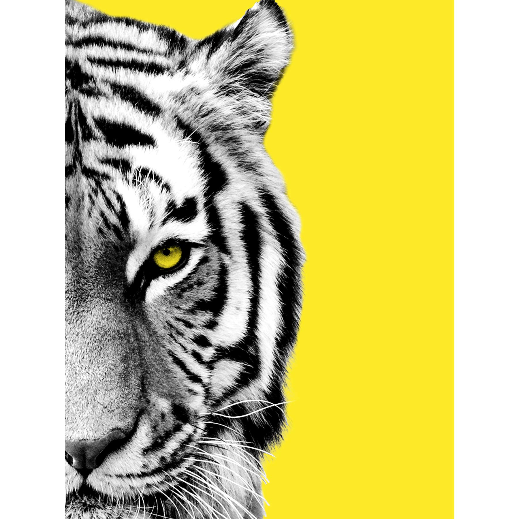 Wee Blue Coo Close up Beasties Tiger Large Wall Art Print Canvas Premium Poster