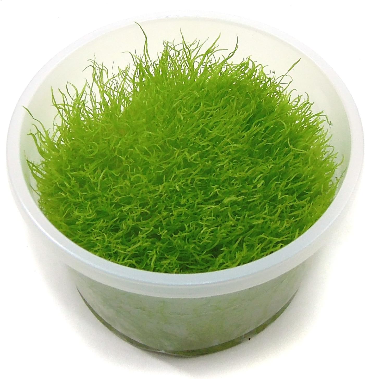 in Vitro Tissue Culture ubstrateSource Utricularia graminifolia Live ... - 81BerJmp3wL. AC SL1500 