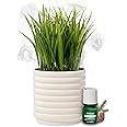 Lifelines Plant Diffuser with Modern Planter, Grass - Rechargeable Aromatherapy Diffuser, Artificial Faux Plants Home & Office - ClickWick Essential Oil Blend Included