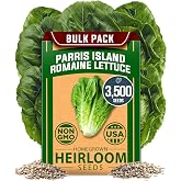 HOME GROWN Parris Island Romaine Seeds, 3,500+ Seeds, Lactuca Sativa | High Germination, Heirloom, Non-GMO | 3,500+ Seeds | Crisp Heads | Indoor/Outdoor Hydroponic | Crunchy Cos | Slow to Bolt
