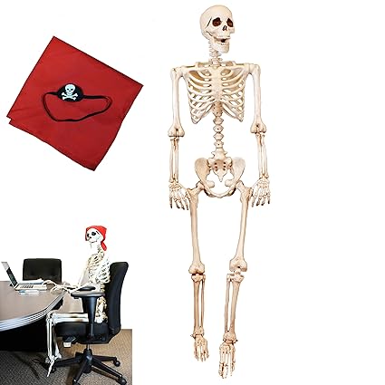 full size human skeleton