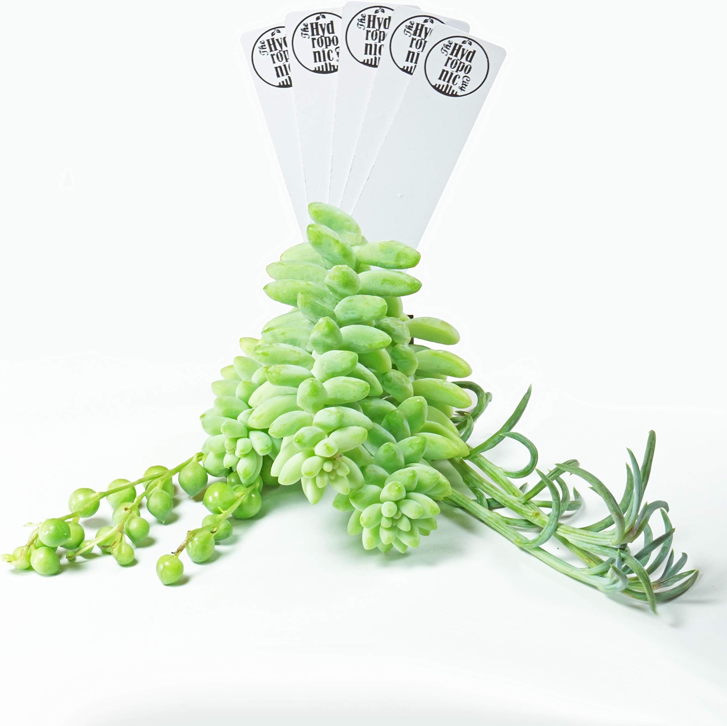 SucCuteLents Hanging Cutting Collection - (Donkey Tail, String of Pearls, Hanging Bananas) Succulent Cactus Plant Cuttings w/Terracotta Pots and Stakes (9 Cuttings (3 of Each))