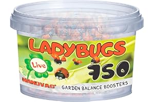 NANOVAC 750 Ladybugs Live for Garden - Hippodamia Convergens - Live Lady Bugs in a Container (750)