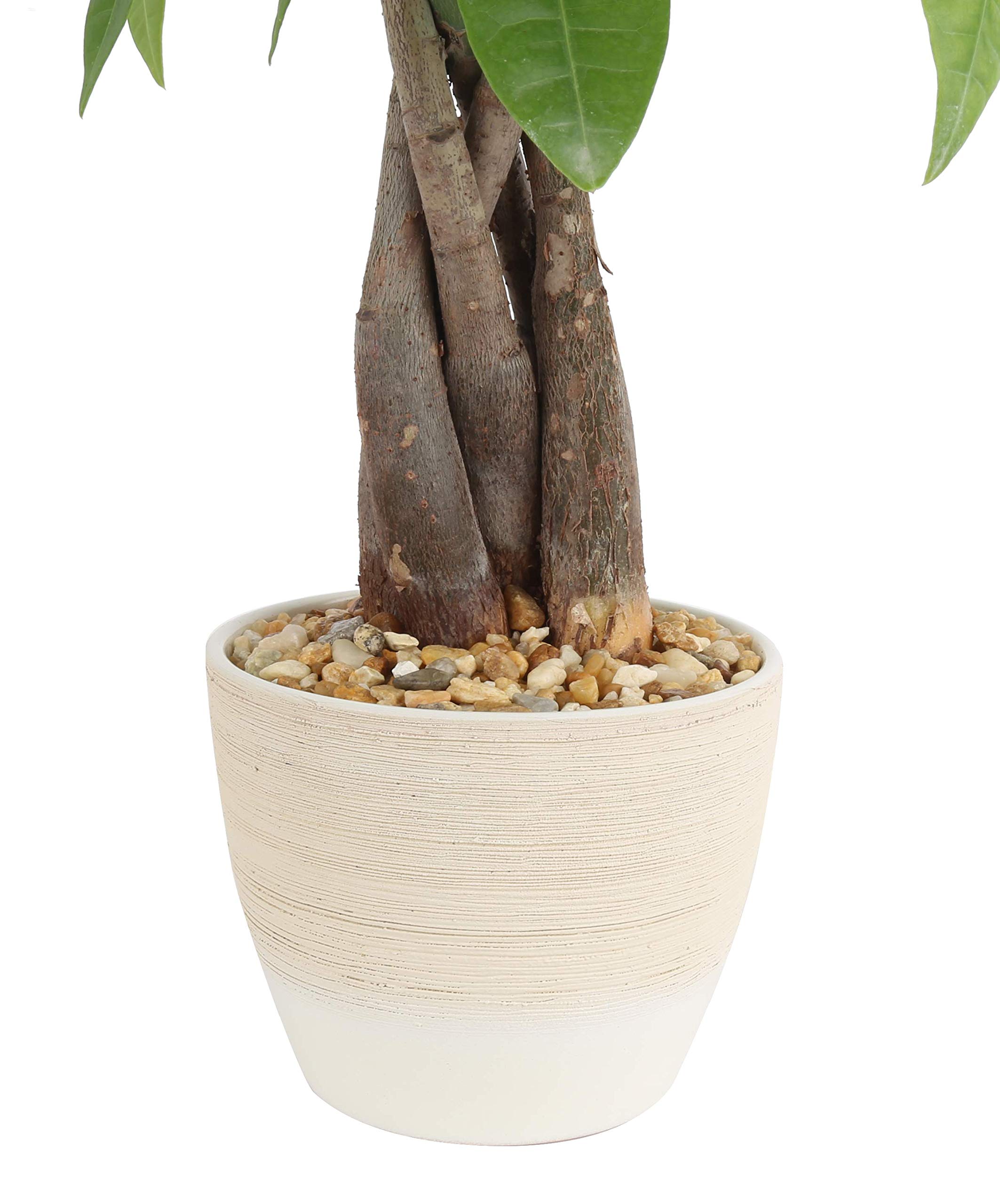 Costa Farms - Image 3