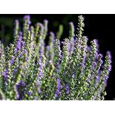 1000 HERB Hyssop Seeds (Hyssopus officinalis) Perennial,Mediterranean Herb