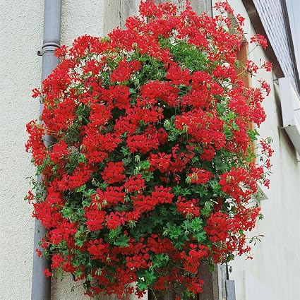 Dominik Blumen Und Pflanzen Geranien Hangend Rot Ville De