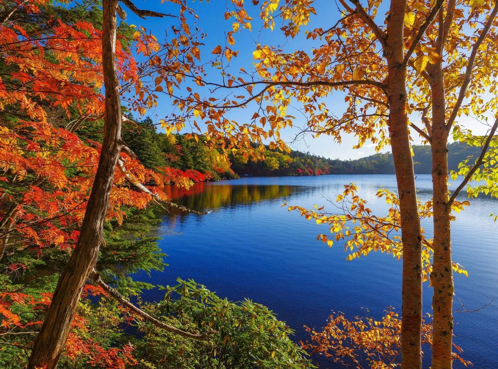 Jigsaw Puzzle 1500 Piece Lakeside Trees Landscape Suitable for Teenagers and Adults Wooden Puzzle Unique Home Decorations and Gifts 87x57cm