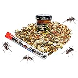 Nature Gift Store 1 Tube of Live Ant Farm Ants Plus Ant Food and Honey Treat: Ant Farm Kit Refill