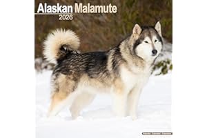 Alaskan Malamute 2026 Calendar | Square Wall Calendar | Dog Breed Gift | Plastic Free Packaging | by Avonside Publishing