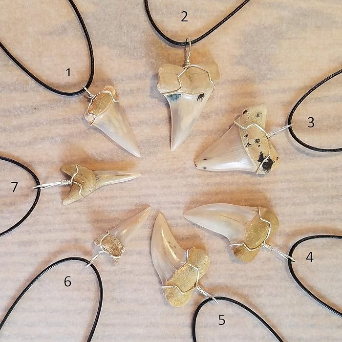Great White Shark Tooth Necklace - Choose your Favorite! Wire Wrapped Wrap
