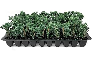 FLORIDA FOLIAGE Blue Rug Juniper Wiltonii | 10 Live Plants | Juniperus Horizontalis | Creeping Ground Cover, Low Maintenance Shrub, Drought Tolerant, Evergreen Foliage, Fast Growing, Erosion Control