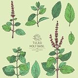 Nature's Spirit Tulsi Holy Basil Powder 100g Premium Grade 100% Pure view 3