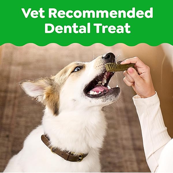 GREENIES VETERINARIAN-RECOMMENDED ADULT NATURAL DENTAL DOG TREATS TEENIE SIZE, DOG DENTAL CHEWS, ORIGINAL FLAVOR, 12 OZ. PACK, 43 COUNT