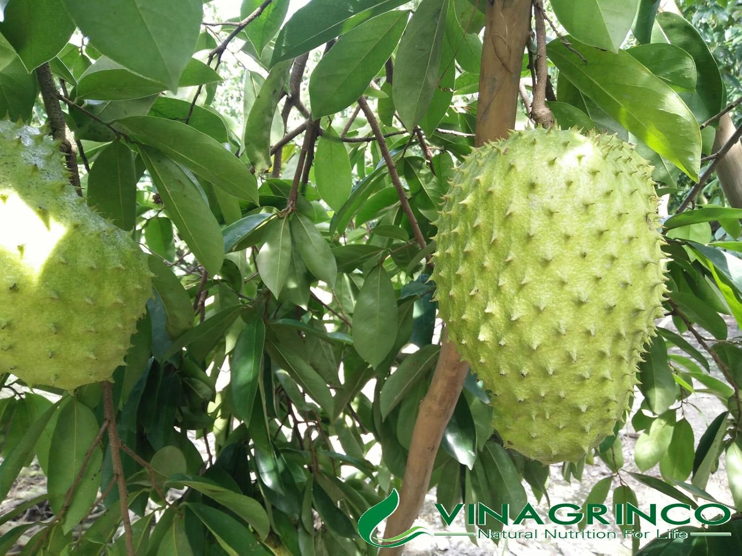 Soursop Custard Apple Tree Annona Muricata Urban Tropicals
