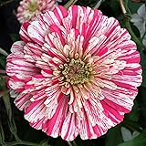 200 Peppermint Stick Zinnia Seeds for Planting