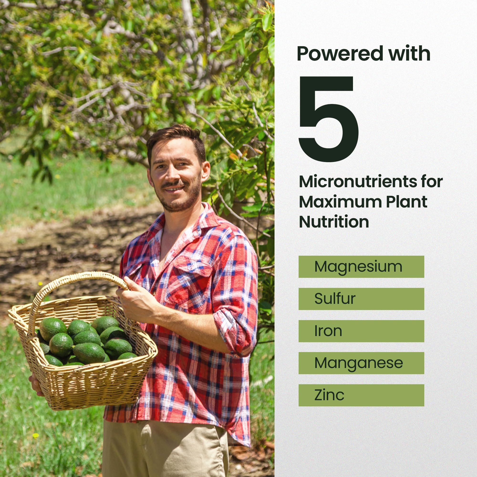 16oz Fruit Tree Fertilizer For Avocado Trees Makes 32 Gallons Of