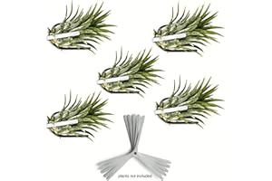 ArtAK Wall Planter Set of 5. Air Plant Holder Orchid Mount Plant Hook | Air Knots S5