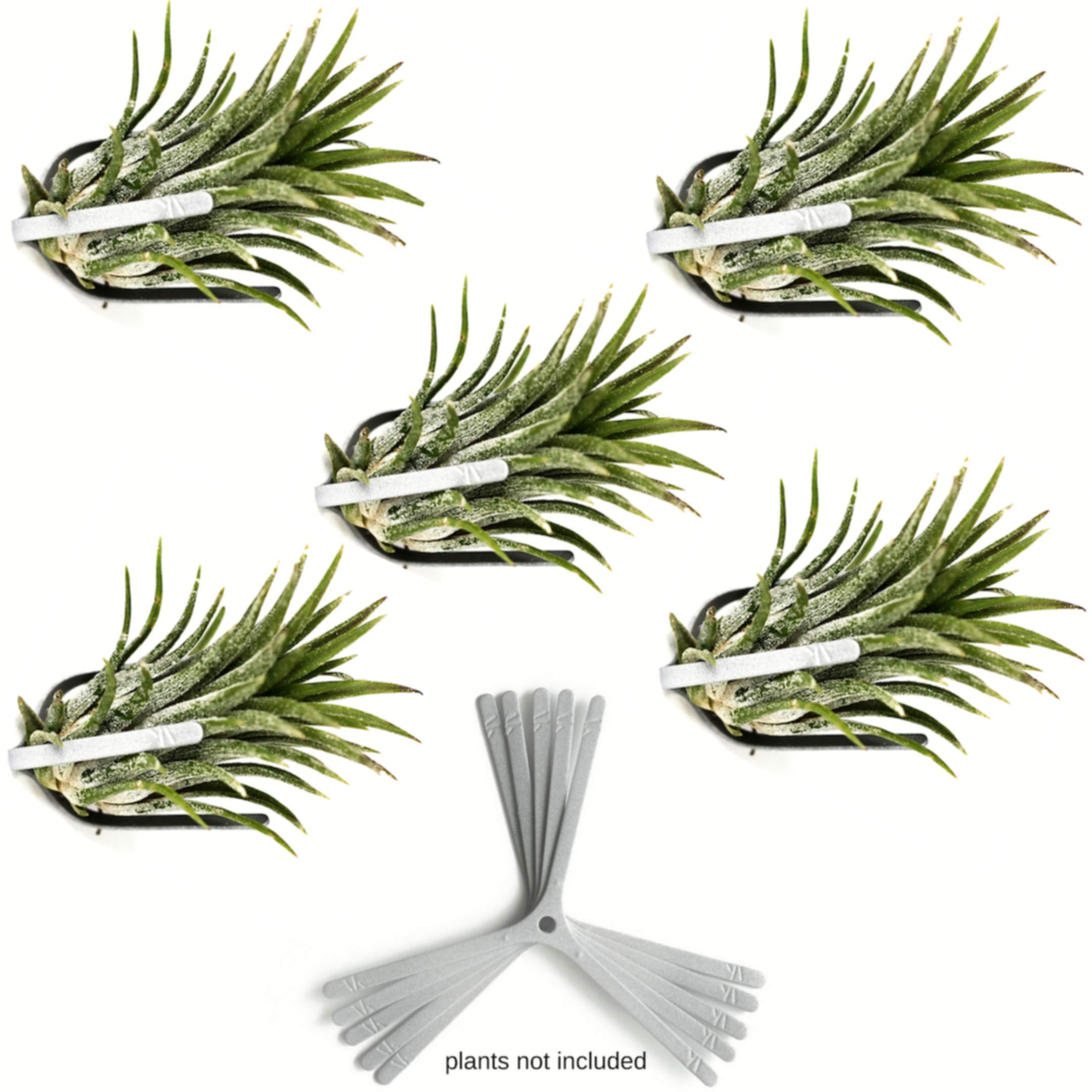 ArtAK Wall Planter Set of 5. Air Plant Holder Orchid Mount Plant Hook | Air Knots S5