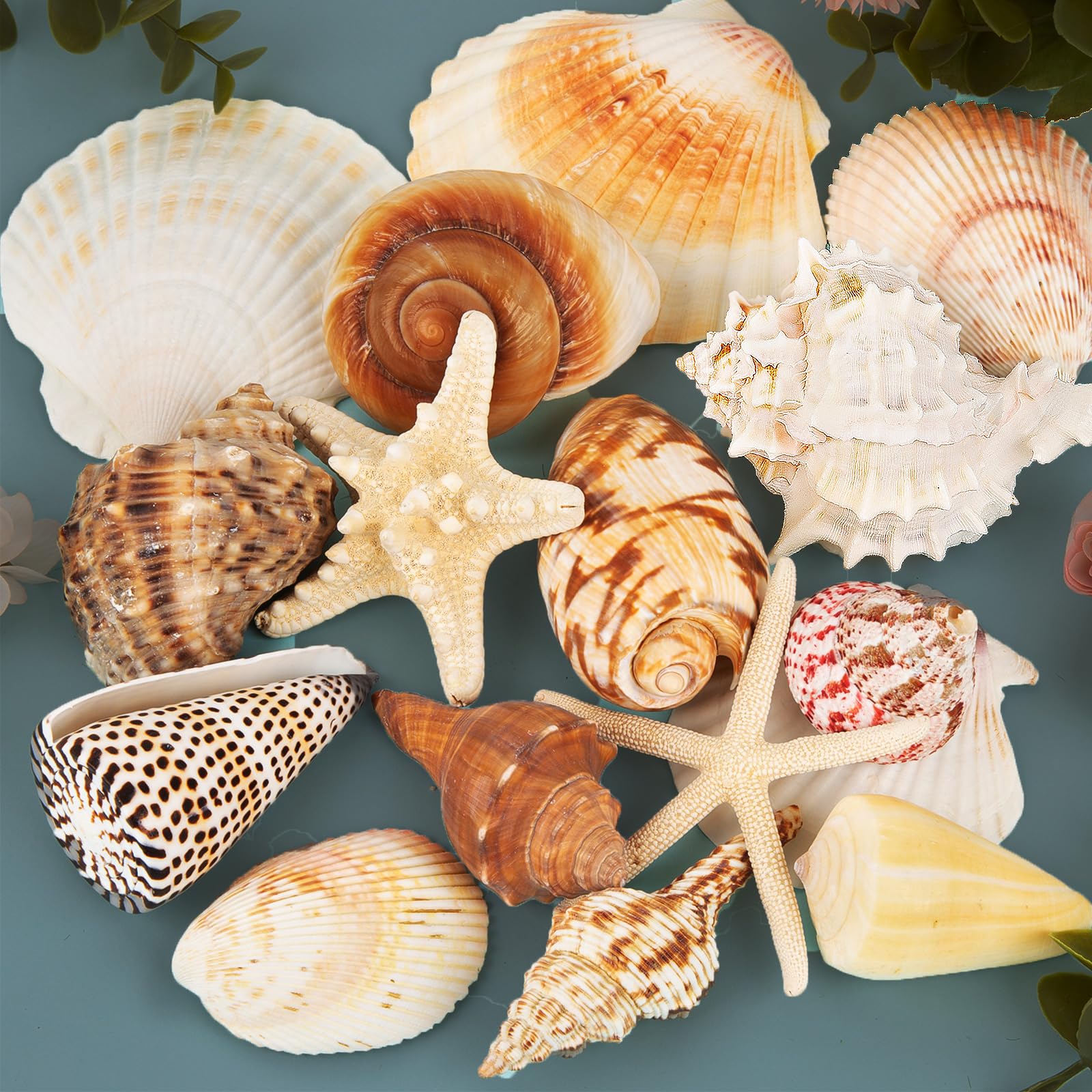 Photo 1 of JQAQJU Sea Shells for Decorating 15PCS Large Seashells Starfish Conch for Beach Party,Vase Fillers, Table Scatters, Home Decor, DIY Crafts, Bathroom, Fish Tank Decorations