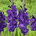 Garden State Bulb Purple Flora Gladiolus Flower Bulbs, 12/14cm, Spring Planting (Bag of 60)