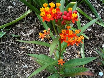 Bloodflower Mexican Betterfly Des Mauvaises Herbes 50