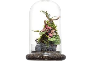 ‌Glass Cloche Dome Terrarium with Base & Ventilation Holes -7.9"x4.7"Clear Display Case for Carnivorous Plants,Succulents,Ven