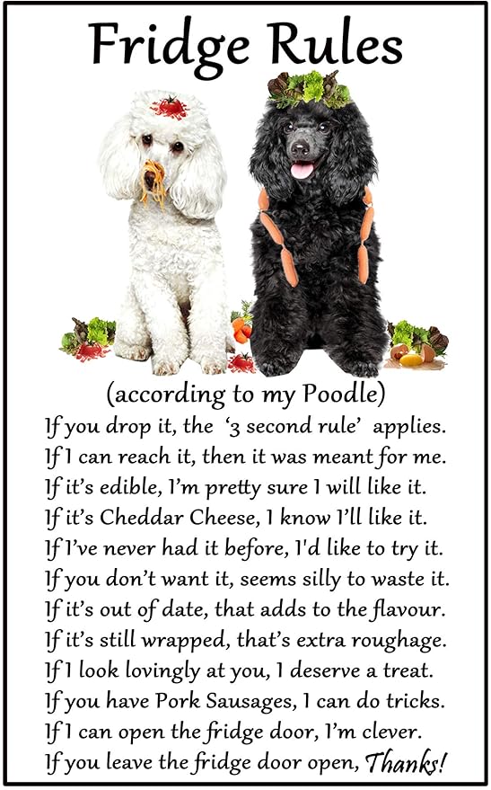 Caniche regalo - nevera reglas - gran diversión del imán del ...