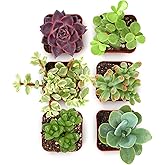 Shop Succulents Collectors Succulent Plant Pack Collection - Live Mini Succulent Plants, Low Maintenance, Colors & Textures -
