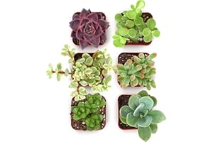 Shop Succulents Collectors Succulent Plant Pack Collection - Live Mini Succulent Plants, Low Maintenance, Colors & Textures - Wedding and Party Favors, Gift & Garden, Pack of 6