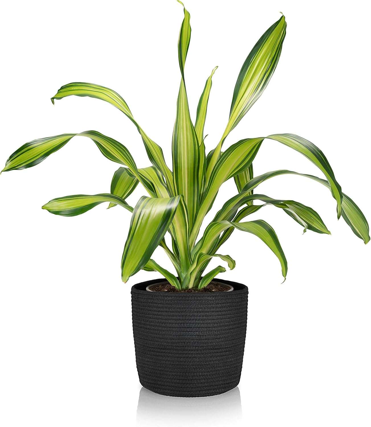 Circle Leaf Woven Cotton Rope Plant Basket for 8-10-Inch Pots: Elegant Holder for Plants at Home, Office or Rental – Fits Cactus, Aloe, Snake Plant – Doubles as Organizer for Storage