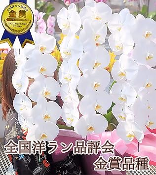 エレガント胡蝶 蘭 専門 店 はなやか すべての美しい花の画像
