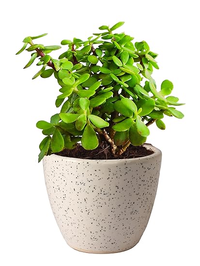 Rolling Nature Good Luck Jade Plant in White Round Dew Ceramic Pot