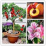 CHUXAY GARDEN Dwarf Bonanza Peaches,Peach Fruit