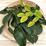 Kejora Fresh Kaffir Lime Leaves
