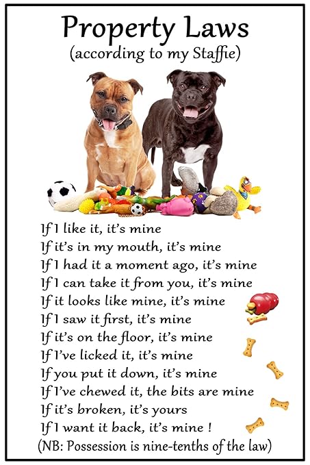 Staffordshire Bull Terrier Gift - Imán para nevera (tamaño 16 cm x ...