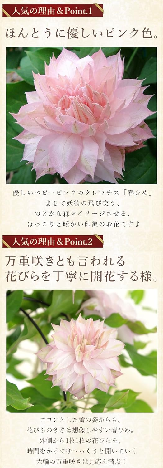 Amazon Bunbunbee 母の日 ピンク色のクレマチス スイーツセット 春ひめ 元祖 虎焼き 観葉植物 オンライン通販