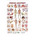 Spectrum Pre - School Kids Learning Educational Human Anatomy Name Wall Chart