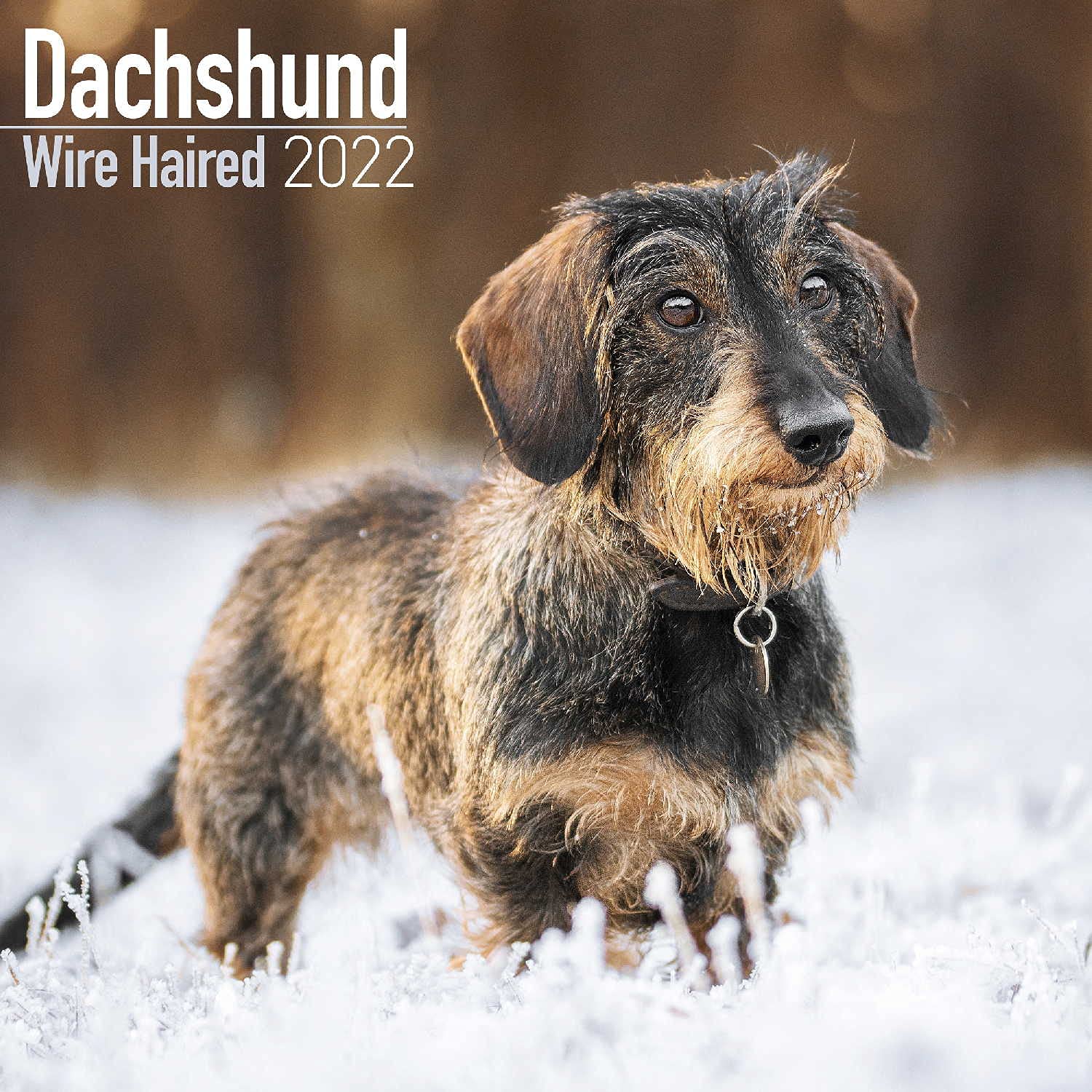 teckel dog wirehaired