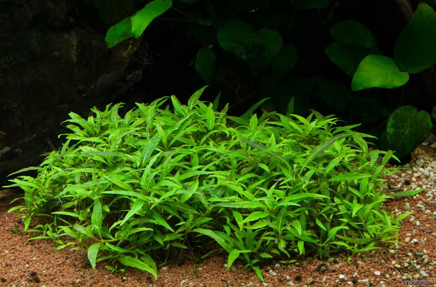 Staurogyne Repens Porto Velho Bundle Freshwater Live