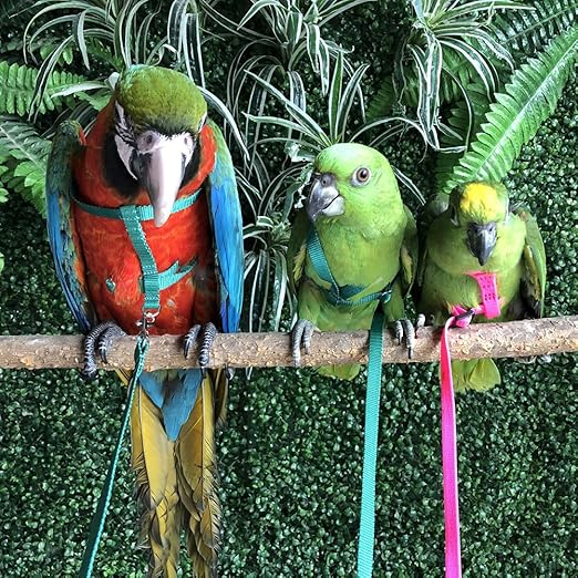 cockatiel bird harness leash