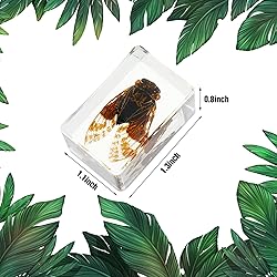 Macarrie 12 Pcs Insect in Resin Specimen Bugs