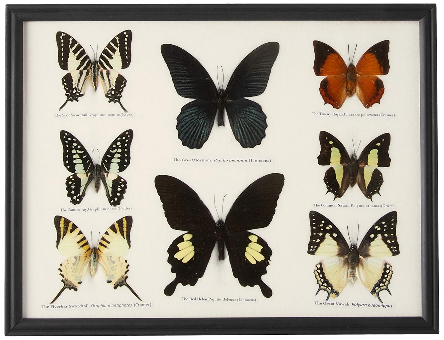 Best Live Butterfly Garden With 10 Caterpillars