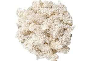 Gusaloo Moss Preserved Moss Natural Fresh Green Moss for Craft Arts Floral Project Wall Decor Table Decor Wedding Centerpieces Garden Artificial Terrariums Decoration- White 3.5OZ