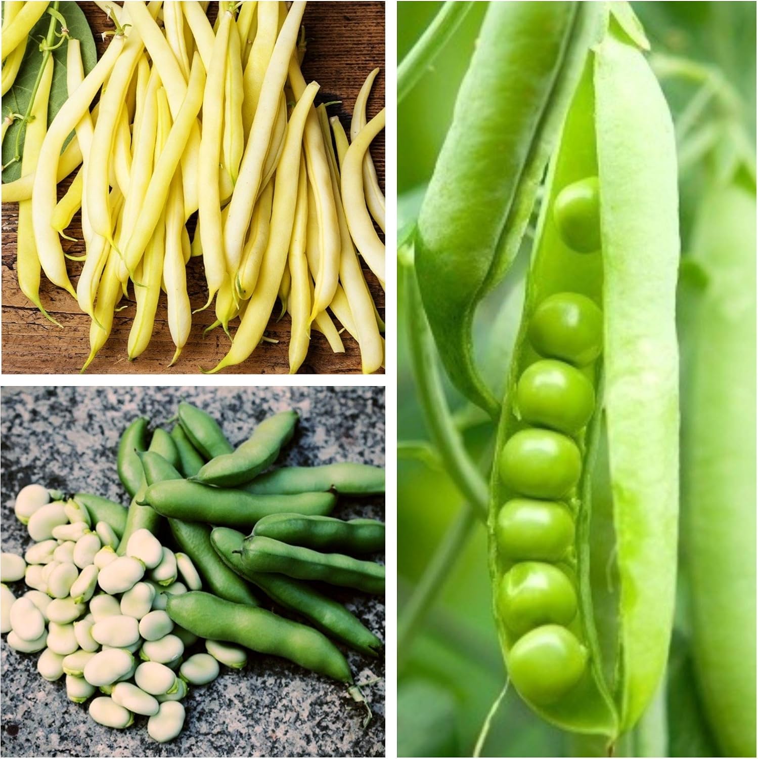 Haba, guisante, frijol - Semillas de 3 especies de plantas ...