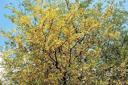Pbhkp Tamarindus Indica Tamarind Tree Tropical Edible Fruit Wood Bonsai Seed 15 Seeds Amazon Co Uk Garden Outdoors