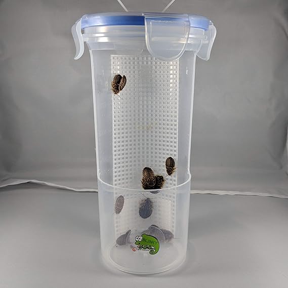 Amazon Com Blinky Chameleon Bar Hanging Food Dish For Reptiles