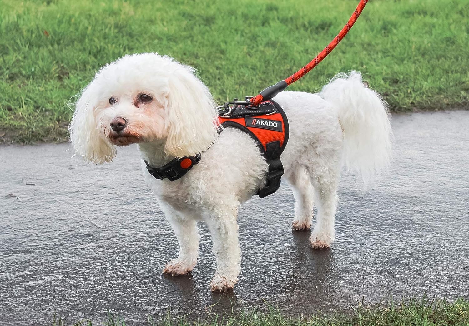 Akado dog harness Clearance
