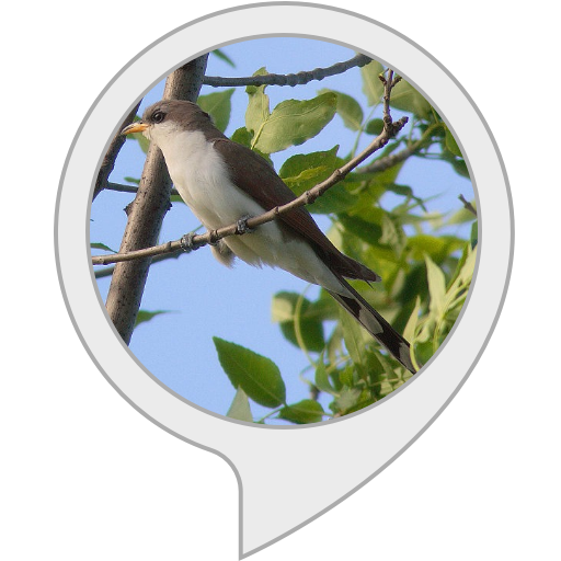 Amazon.in cuckoo facts Alexa Skills